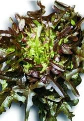 nutting-better-wholesale-salad-herbs-supplier