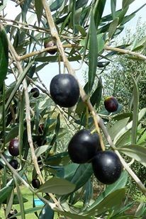 taihoa-tides-olives-olive-oil