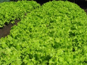 nutting-better-wholesale-salad-herbs-supplier